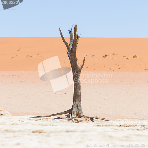 Image of Dead acacia trees and red dunes of Namib desert