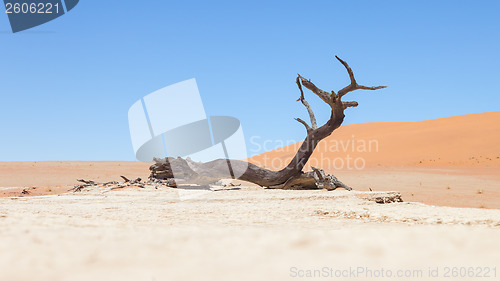 Image of Dead acacia trees and red dunes of Namib desert