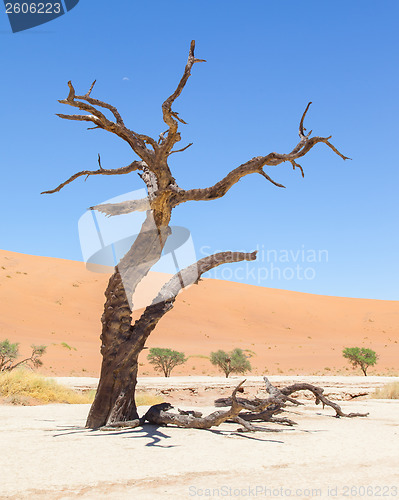 Image of Dead acacia trees and red dunes of Namib desert