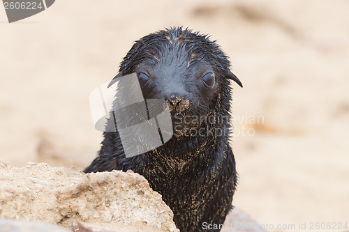 Image of Cape fur seal (Arctocephalus pusillus)