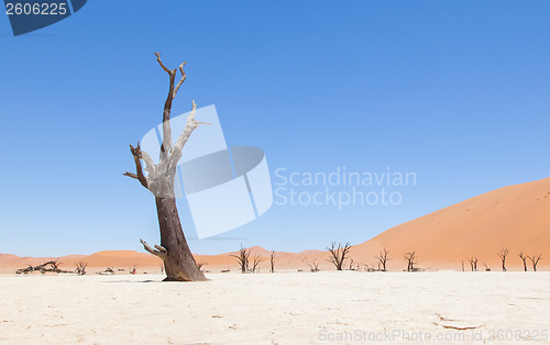 Image of Dead acacia trees and red dunes of Namib desert