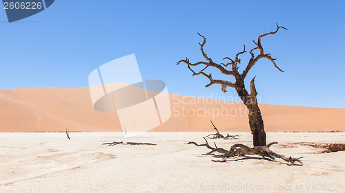 Image of Dead acacia trees and red dunes of Namib desert