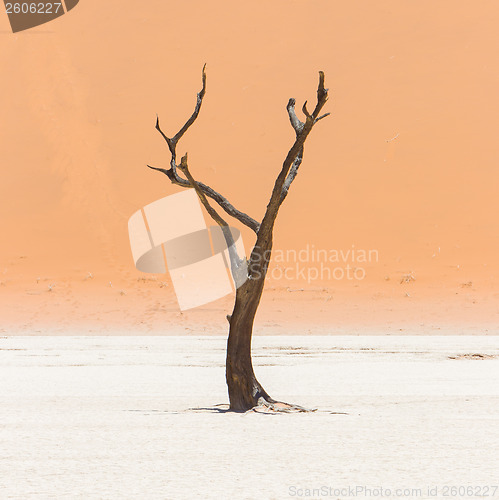 Image of Dead acacia trees and red dunes of Namib desert