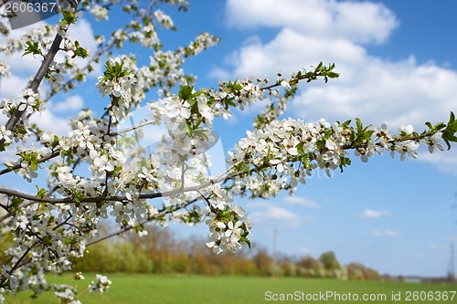 Image of Flowering cherry branch