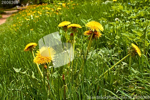 Image of Flowering dandelions plants