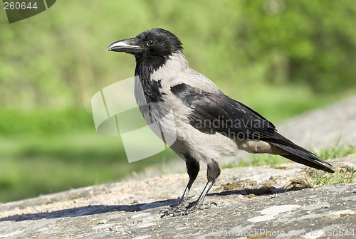 Image of Hooded Crow