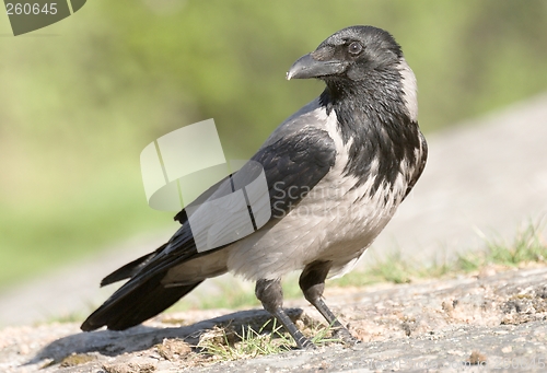 Image of Hooded Crow