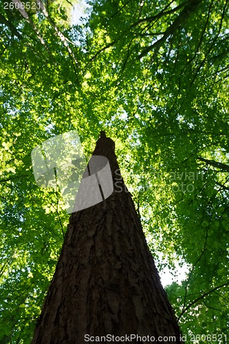 Image of Green forest