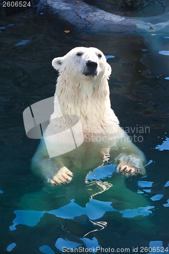 Image of Polar bear