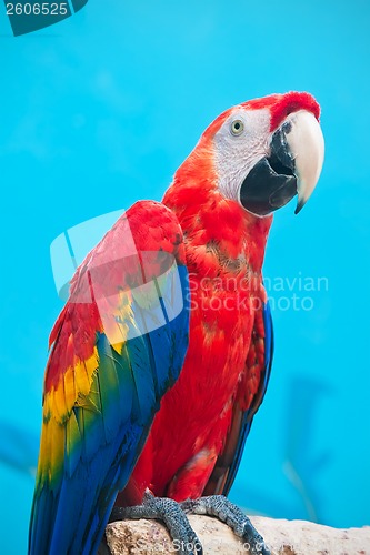 Image of Ara parrot