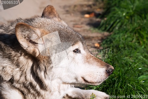 Image of Wolf