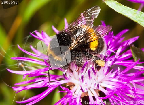 Image of Bumblebee