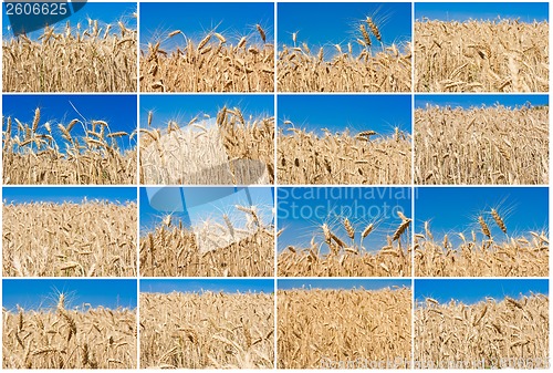 Image of Wheat field