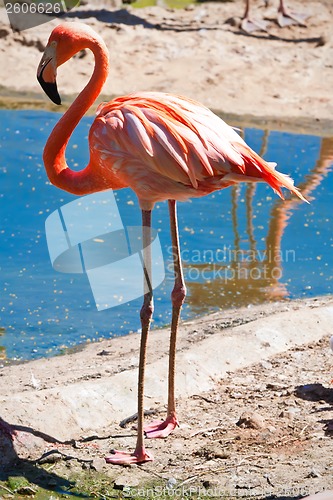 Image of Flamingo