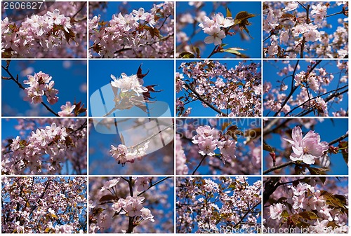 Image of Cherry blossom