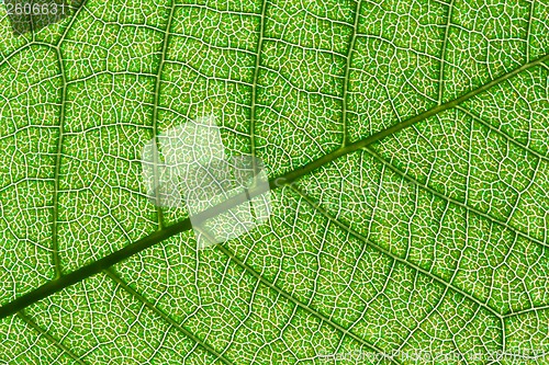 Image of Green leaf