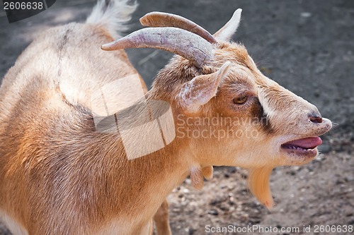 Image of Goat