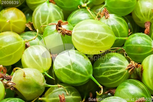 Image of Gooseberries