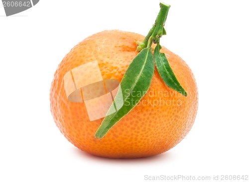 Image of Tangerine