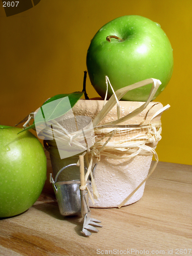 Image of gardening: apples