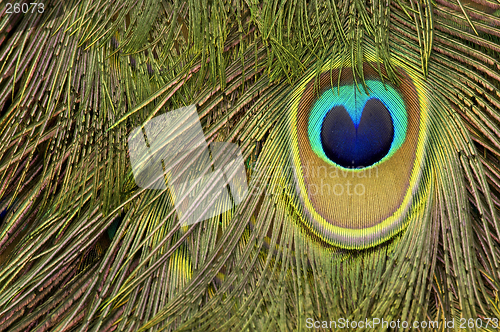 Image of peacock feather