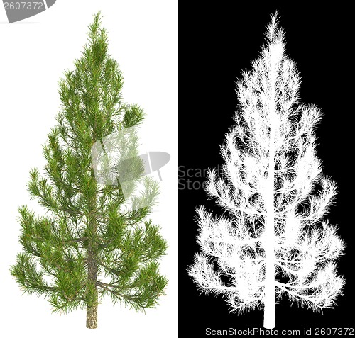 Image of Fir-Tree Isolated on White Background.