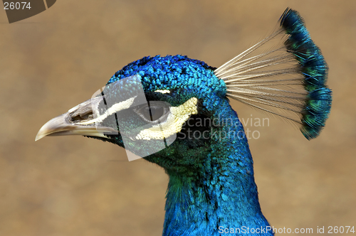 Image of Peacock head