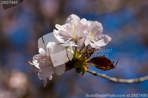 Image of Cherry blossom
