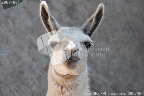 Image of Llama