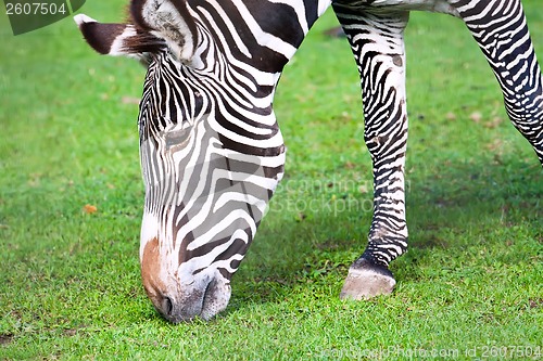 Image of Zebra