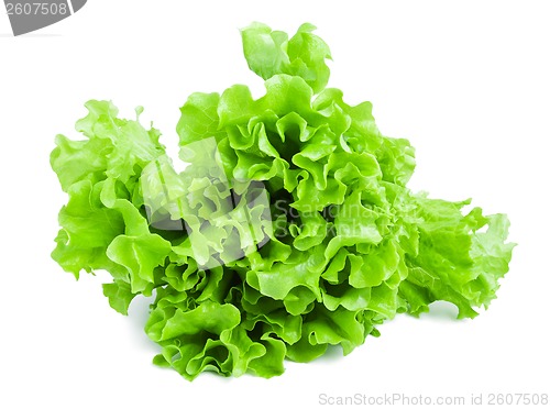 Image of Lettuce