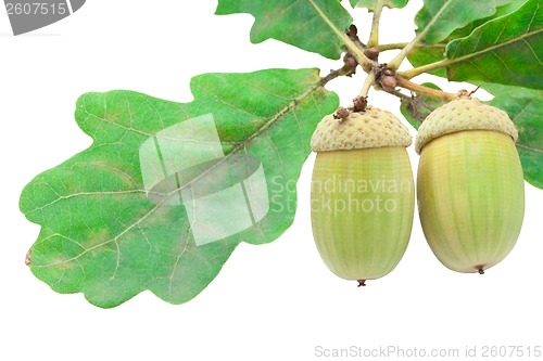 Image of Acorn