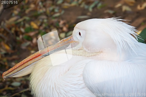 Image of Pelican