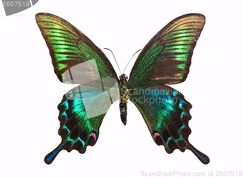 Image of Butterfly Papilio bianor