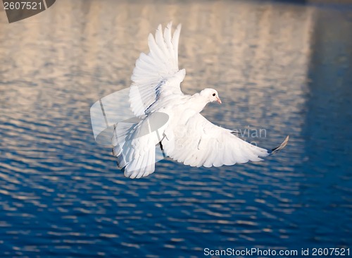 Image of White pigeon