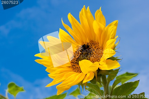 Image of Sunflower