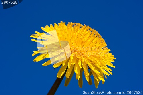 Image of Dandelion