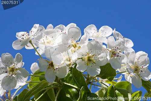 Image of Apple flowers