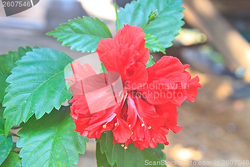 Image of Flower from Thailand