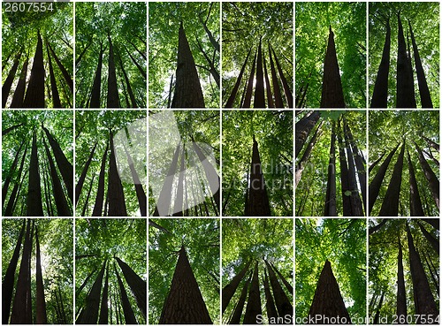 Image of Green forest