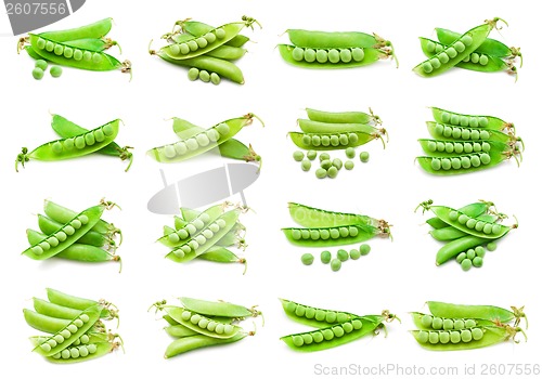 Image of Pea