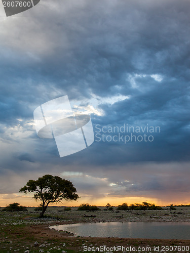 Image of Picturesque tree and bushes silhouette over sunset