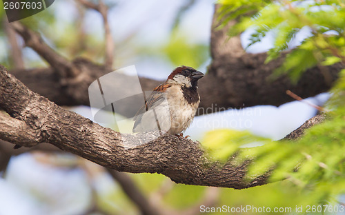 Image of Short tail sparrow sitting in a tree