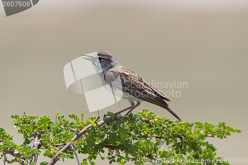 Image of Small bird perched on a dry branch in Etosha