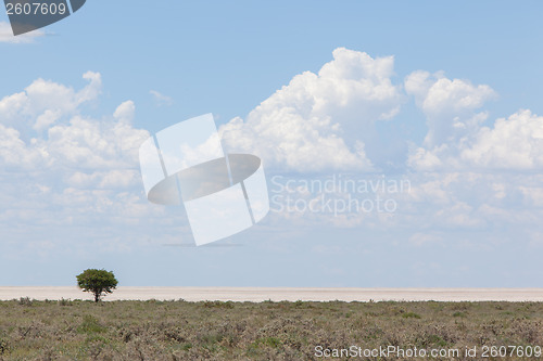 Image of Tree in open field, Namibia