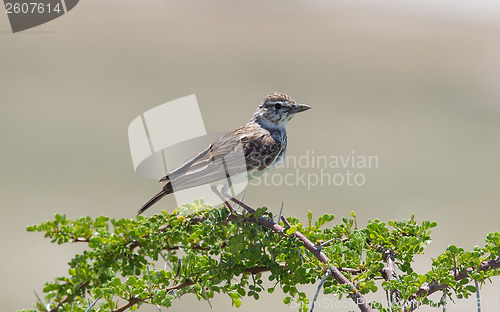 Image of Small bird perched on a dry branch in Etosha