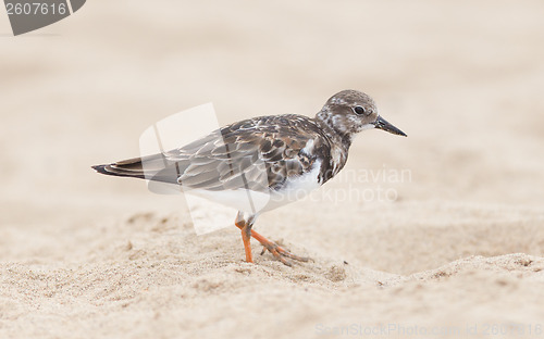 Image of Sandpiper on the beach at Cape Cross