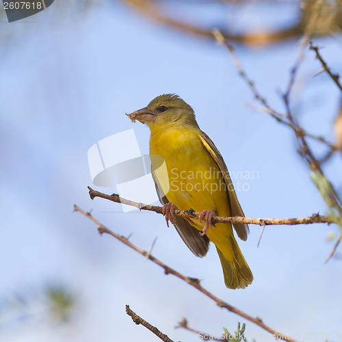 Image of Yellow Canary