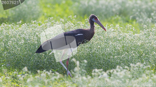 Image of Abdim's Stork (Ciconia abdimii) in Etosha National Park