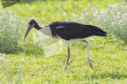 Image of Abdim's Stork (Ciconia abdimii) in Etosha National Park
